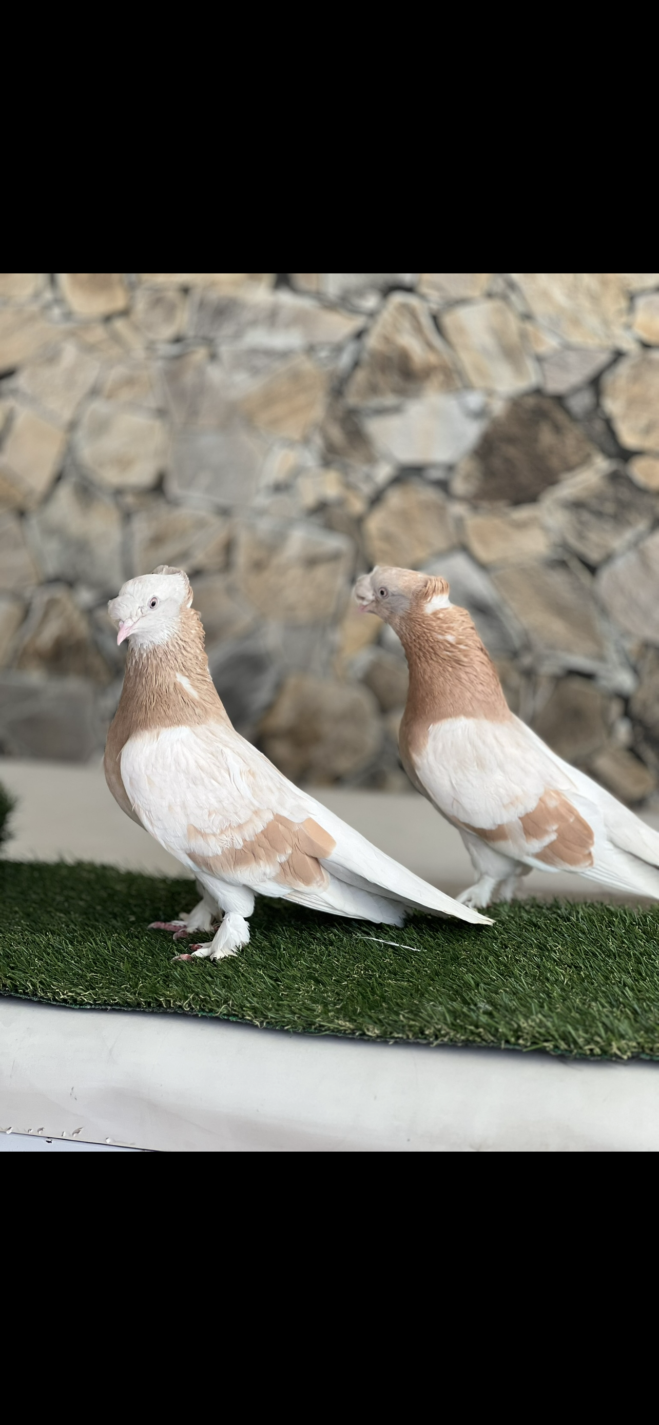 Emregunduzpazar06