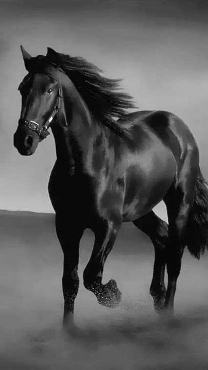 Baronn1993